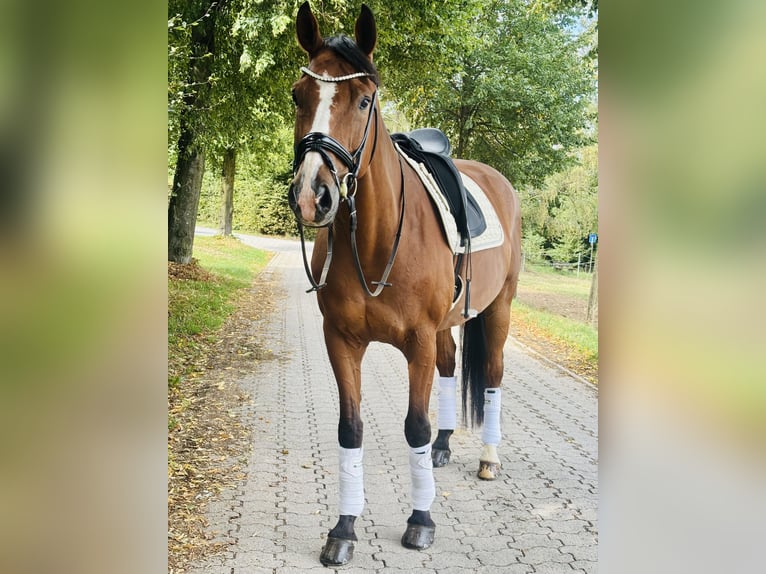 Hannoveraan Ruin 9 Jaar 175 cm Bruin in Wermelskirchen