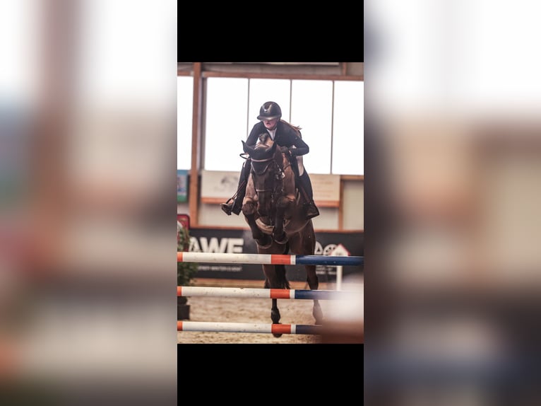 Hannoveraan Ruin 9 Jaar 175 cm Zwartbruin in Willich