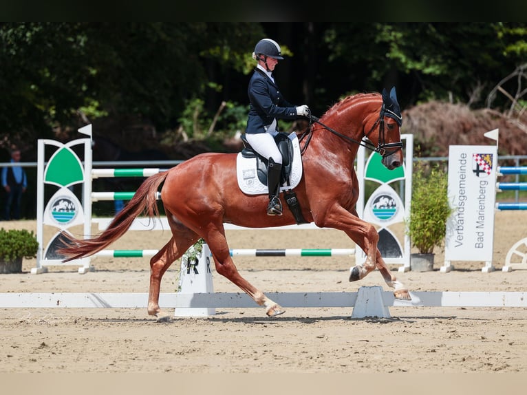 Hannoveraan Ruin 9 Jaar 176 cm Vos in Bad Soden am Taunus