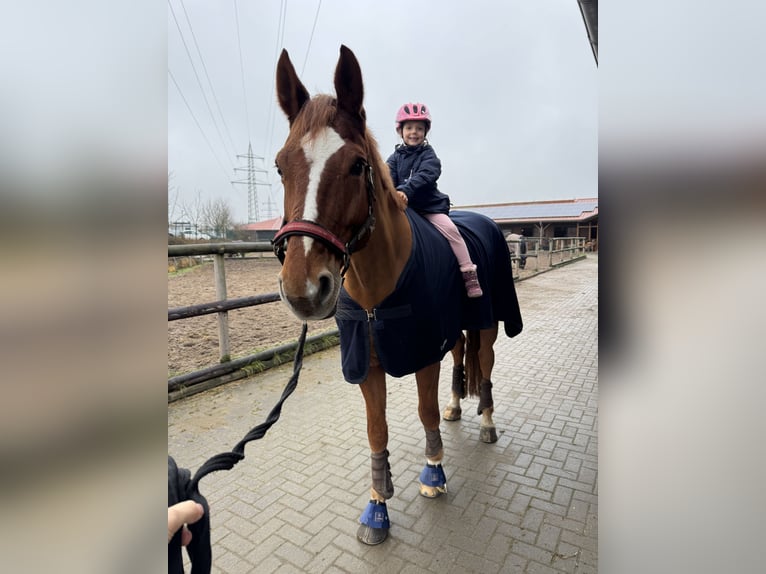 Hannoveraan Ruin 9 Jaar 176 cm Vos in Bad Soden am Taunus