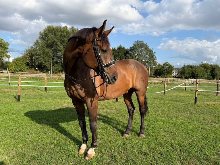 Hannoveraan Ruin 9 Jaar 177 cm Bruin in geldern