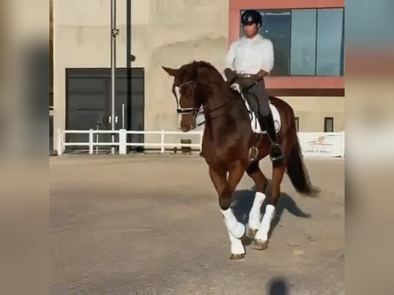 Hannoveraan Ruin 9 Jaar 177 cm Bruin in Sevilla