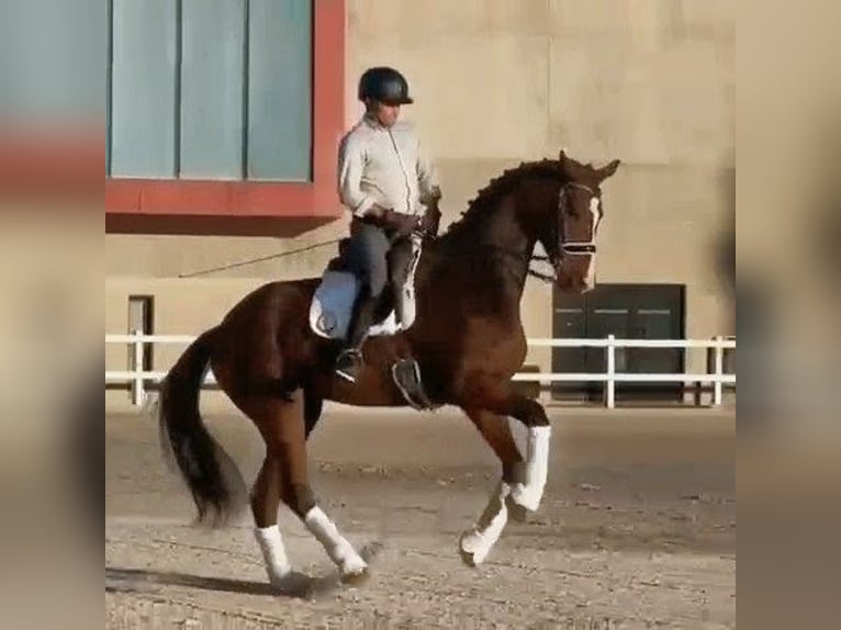 Hannoveraan Ruin 9 Jaar 177 cm Bruin in Sevilla