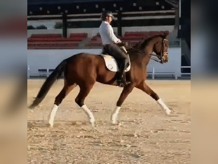 Hannoveraan Ruin 9 Jaar 177 cm Bruin in Sevilla