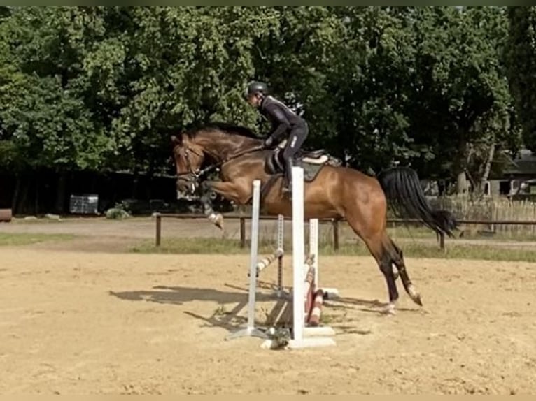 Hannoveraan Ruin 9 Jaar 180 cm Bruin in Schneverdingen