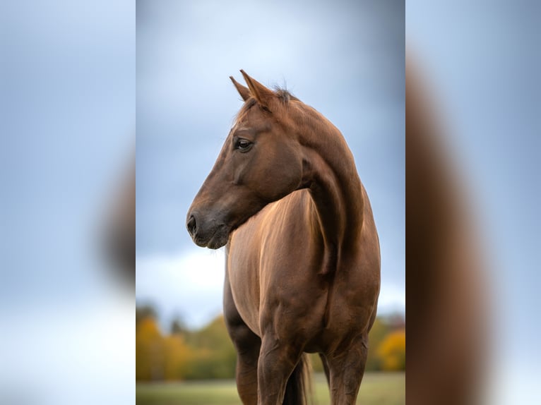 Hannoveraan Ruin 9 Jaar 184 cm Donkere-vos in Eckental
