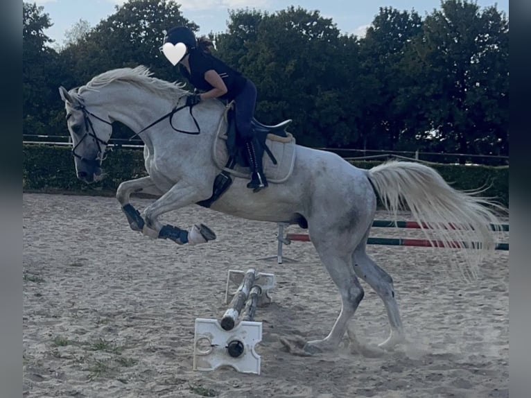 Hannoveraan Ruin 9 Jaar 185 cm Schimmel in Erkelenz