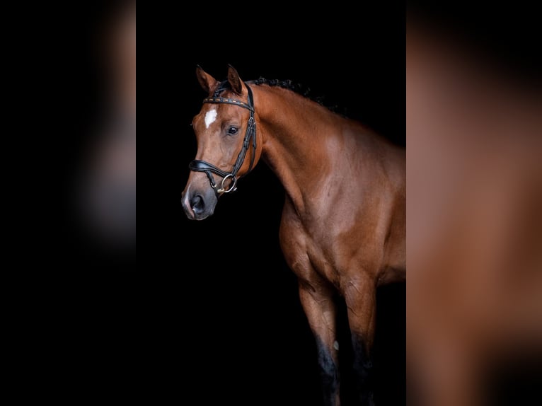 Hannoveraan Ruin 9 Jaar Falbe in Mijasijas