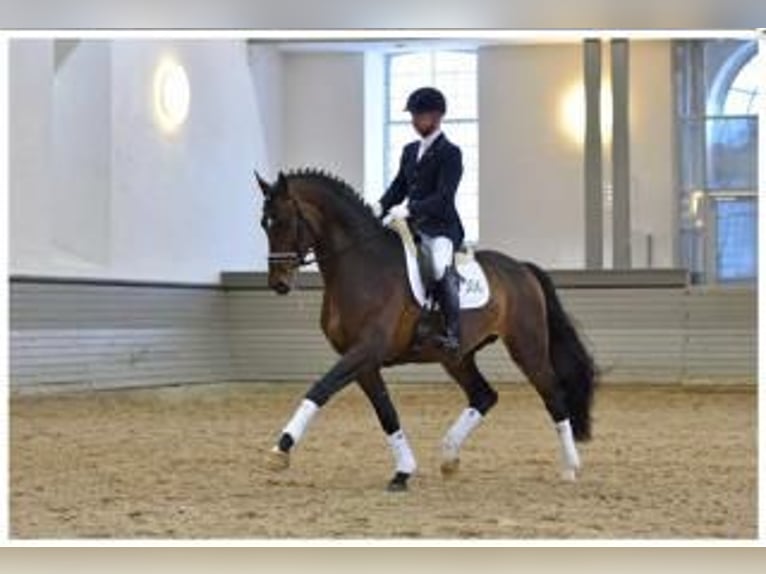 Hannoveranare Hingst 14 år 170 cm Brun in Herbstein