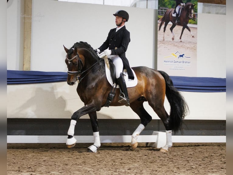 Hannoveranare Hingst 14 år 170 cm Brun in Herbstein