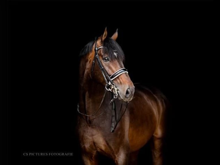 Hannoveranare Hingst 14 år 170 cm Brun in Herbstein