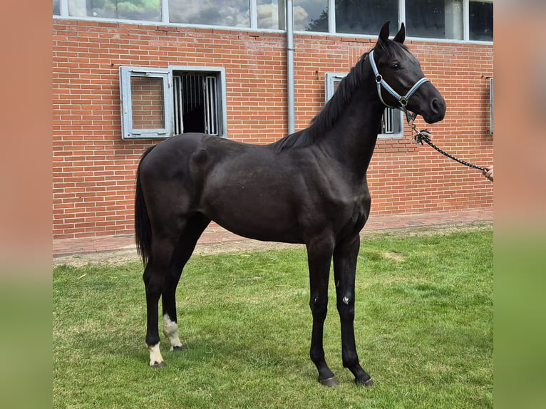 Hannoveranare Hingst 1 år 168 cm Svart in Drentwede