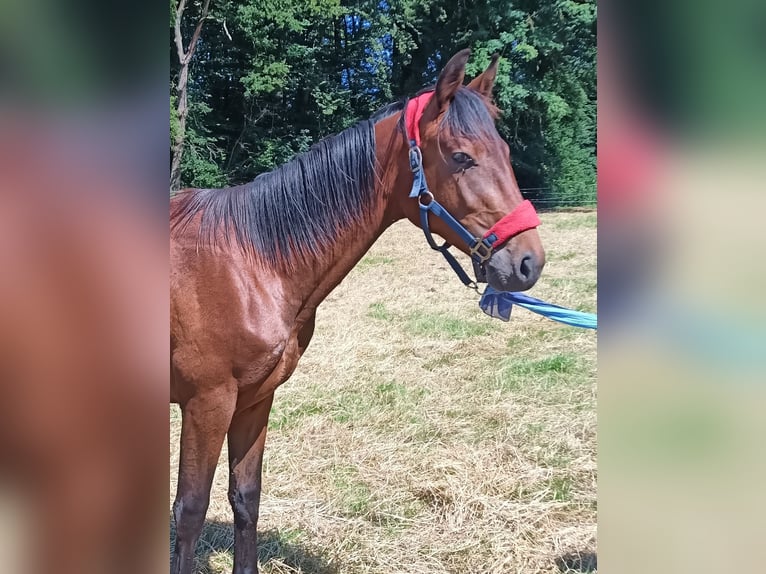 Hannoveranare Hingst 1 år 170 cm Brun in Nienstädt Liekwegen