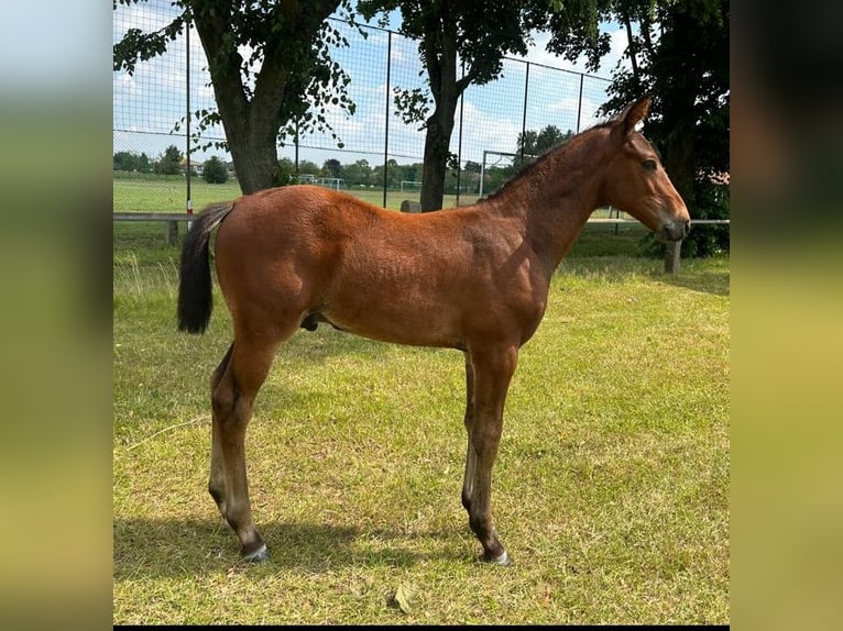 Hannoveranare Hingst 1 år 170 cm Brun in Nienstädt Liekwegen