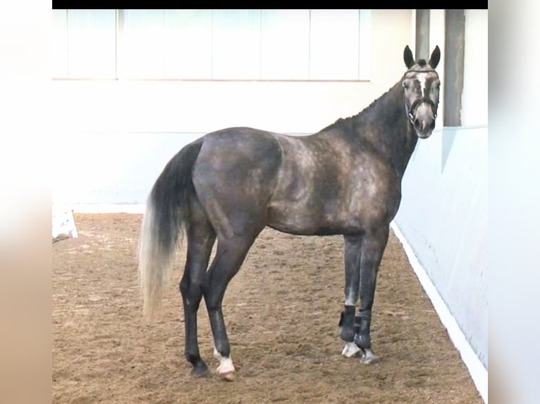 Hannoveranare Hingst 1 år 170 cm Brun in Nienstädt Liekwegen