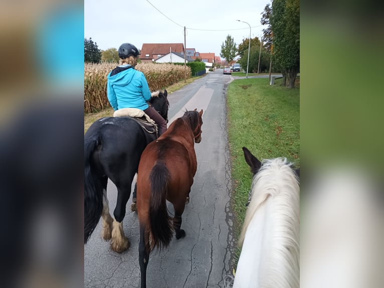 Hannoveranare Hingst 1 år 170 cm Brun in Nienstädt Liekwegen