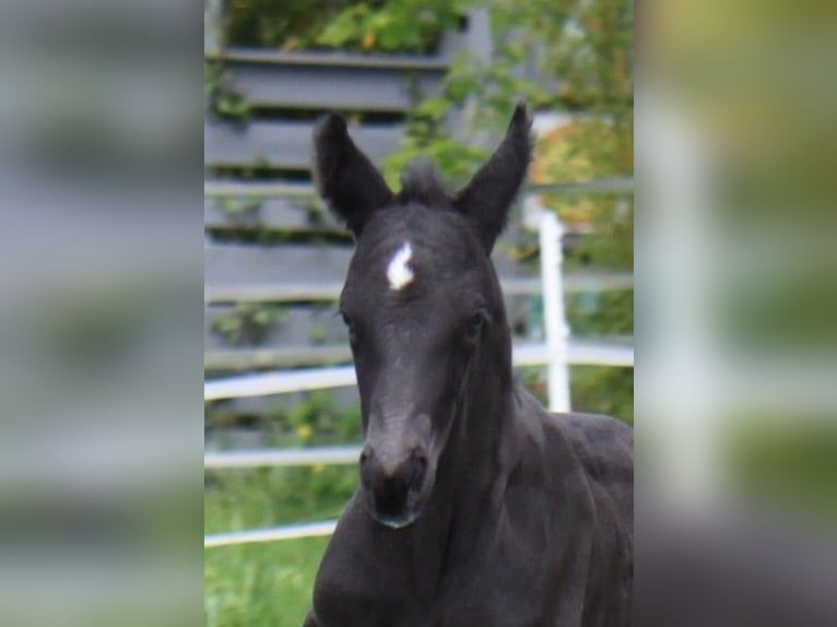 Hannoveranare Hingst 1 år 170 cm Svart in Ratekau