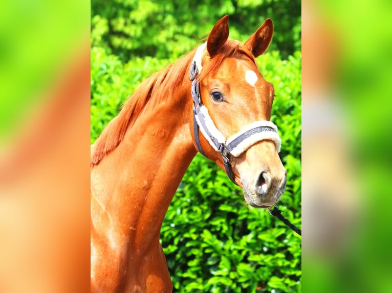 Hannoveranare Hingst 1 år 172 cm fux in Selsingen