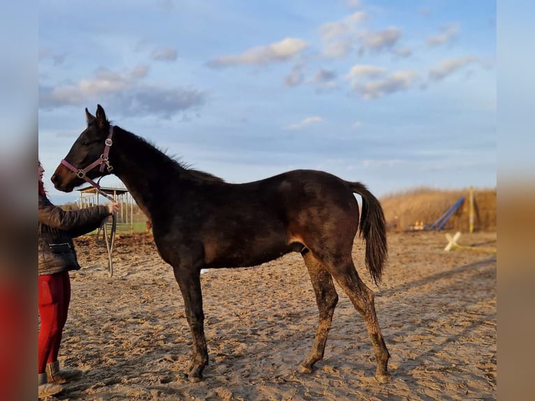 Hannoveranare Hingst 1 år 175 cm Mörkbrun in Magdeburg