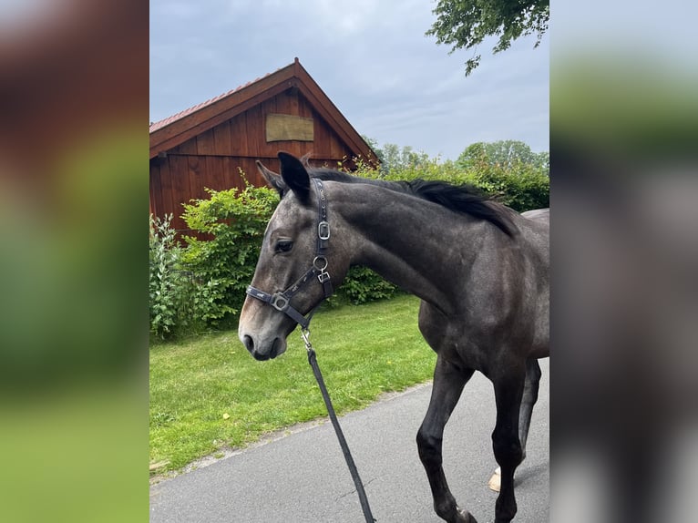 Hannoveranare Hingst 1 år Braunfalbschimmel in Hoogstede