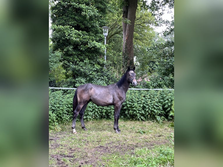 Hannoveranare Hingst 1 år Braunfalbschimmel in Hoogstede