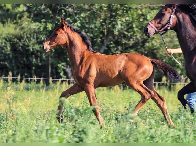 Hannoveranare Hingst 1 år Brun in Calau