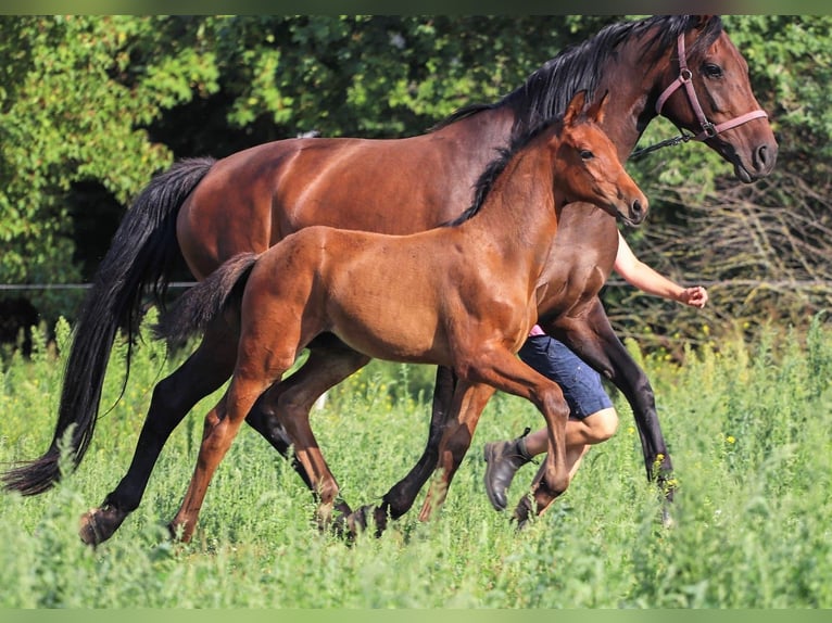 Hannoveranare Hingst 1 år Brun in Calau