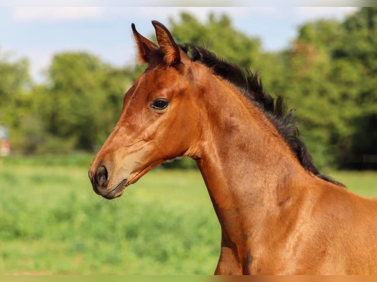 Hannoveranare Hingst 1 år Brun in Calau