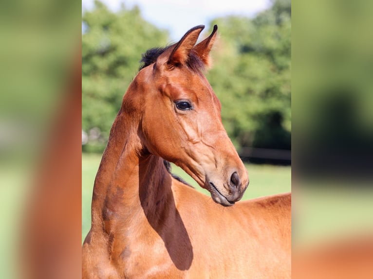 Hannoveranare Hingst 1 år Brun in Calau