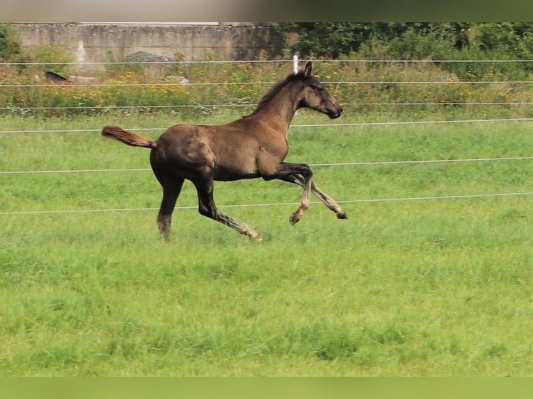 Hannoveranare Hingst 1 år Svart in Hankensbüttel