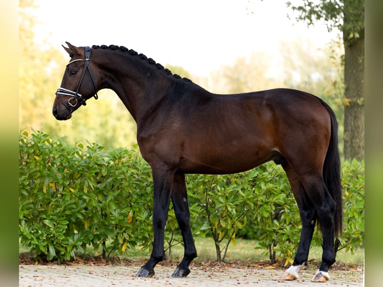 Hannoveranare Hingst 2 år 167 cm Mörkbrun in Schüttorf