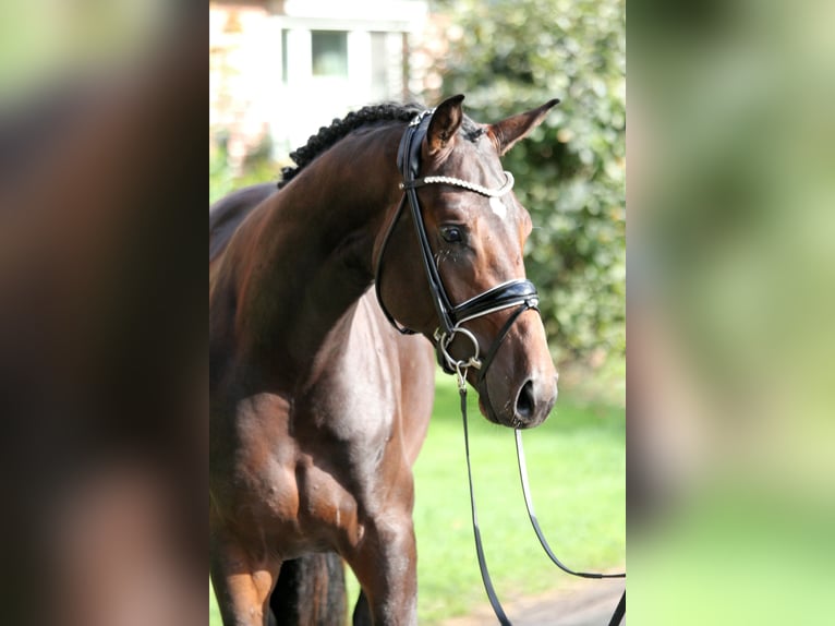 Hannoveranare Hingst 2 år 172 cm Mörkbrun in Kutenholz