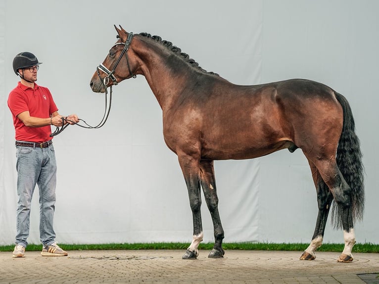 Hannoveranare Hingst 2 år Brun in Münster-Handorf