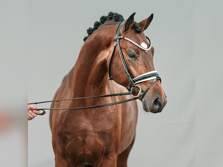 Hannoveranare Hingst 2 år Brun in Münster-Handorf