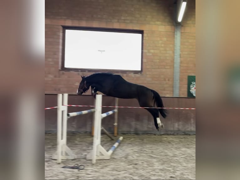 Hannoveranare Hingst 3 år 165 cm Mörkbrun in Stöckse