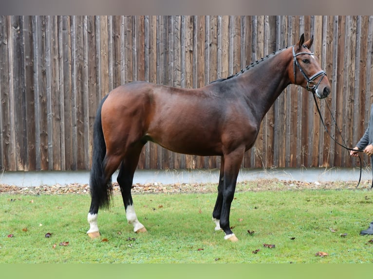 Hannoveranare Hingst 3 år 168 cm Brun in Celle