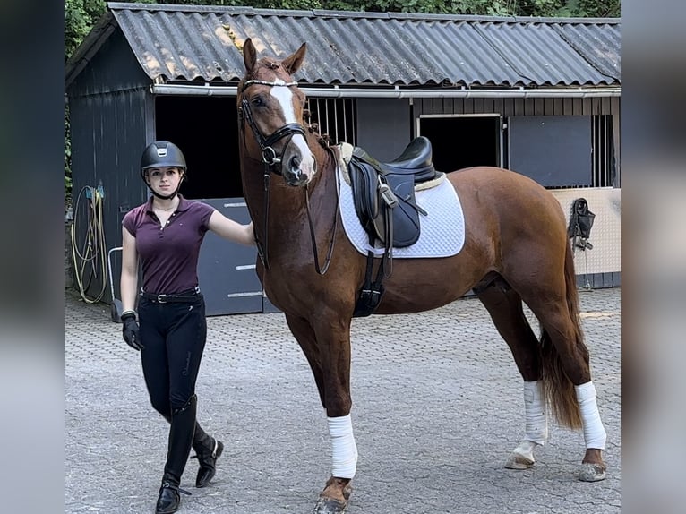 Hannoveranare Hingst 3 år 168 cm fux in Wetter (Ruhr)