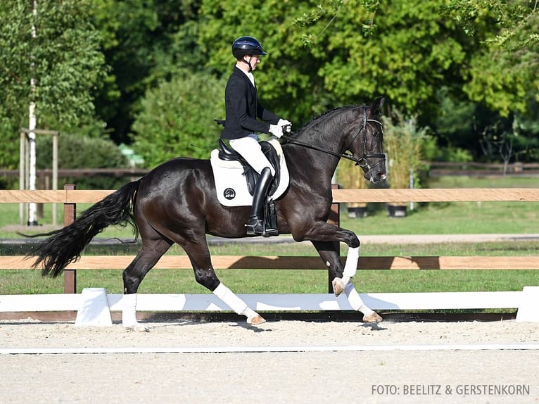 Hannoveranare Hingst 3 år 169 cm Svart in Verden