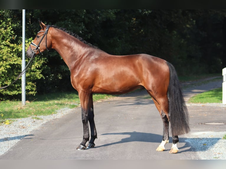 Hannoveranare Hingst 3 år 170 cm Brun in Deinstedt