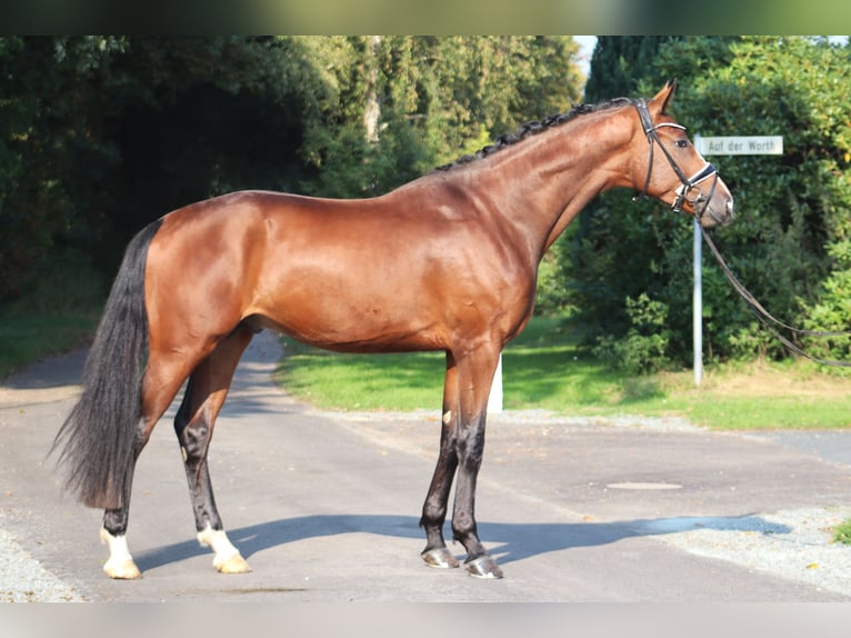 Hannoveranare Hingst 3 år 170 cm Brun in Deinstedt