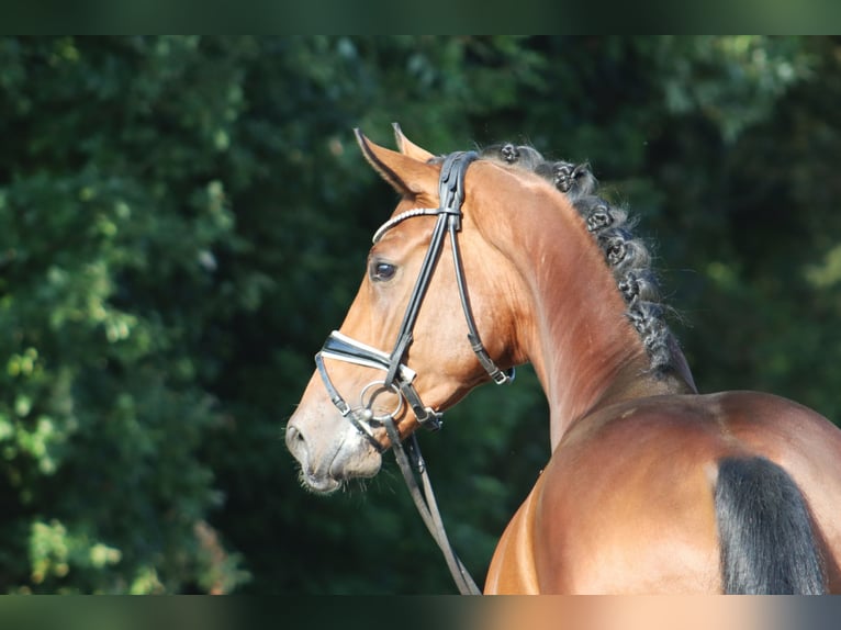 Hannoveranare Hingst 3 år 170 cm Brun in Deinstedt