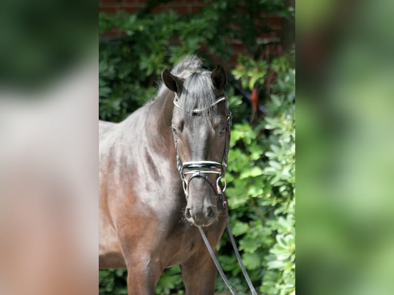 Hannoveranare Hingst 3 år 171 cm Svart in Kutenholz