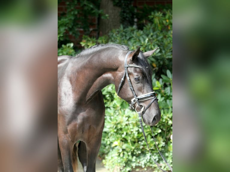 Hannoveranare Hingst 3 år 171 cm Svart in Kutenholz