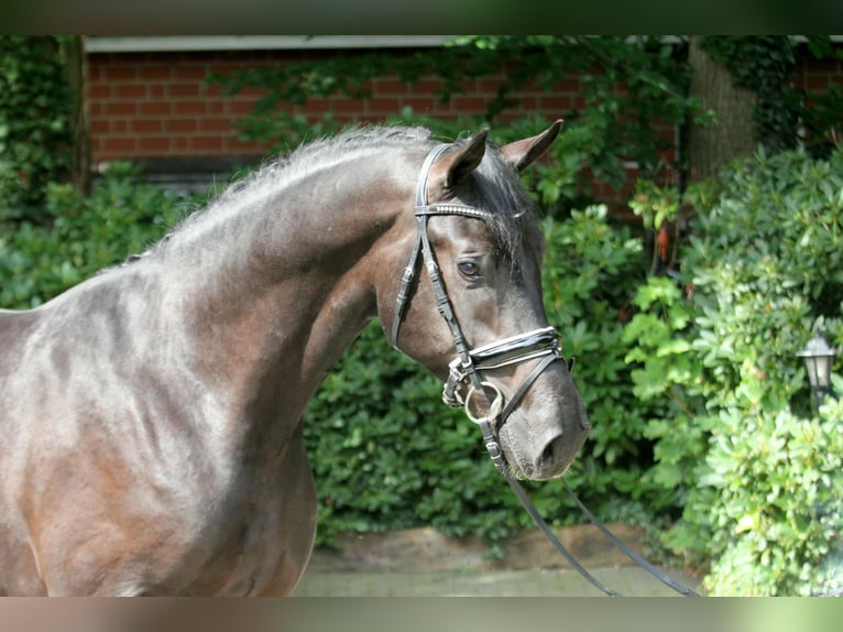 Hannoveranare Hingst 3 år 171 cm Svart in Kutenholz