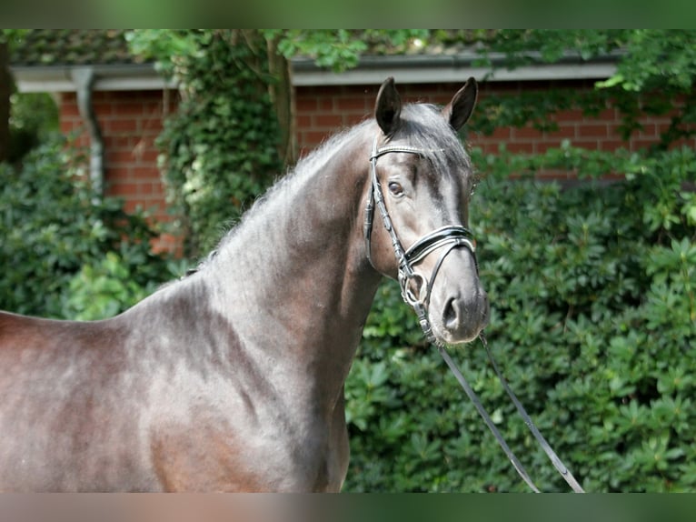 Hannoveranare Hingst 3 år 171 cm Svart in Kutenholz