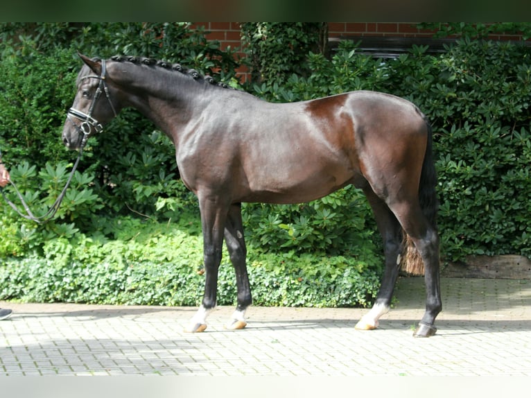 Hannoveranare Hingst 3 år 171 cm Svart in Kutenholz