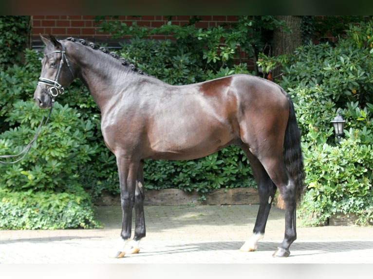 Hannoveranare Hingst 3 år 171 cm Svart in Kutenholz