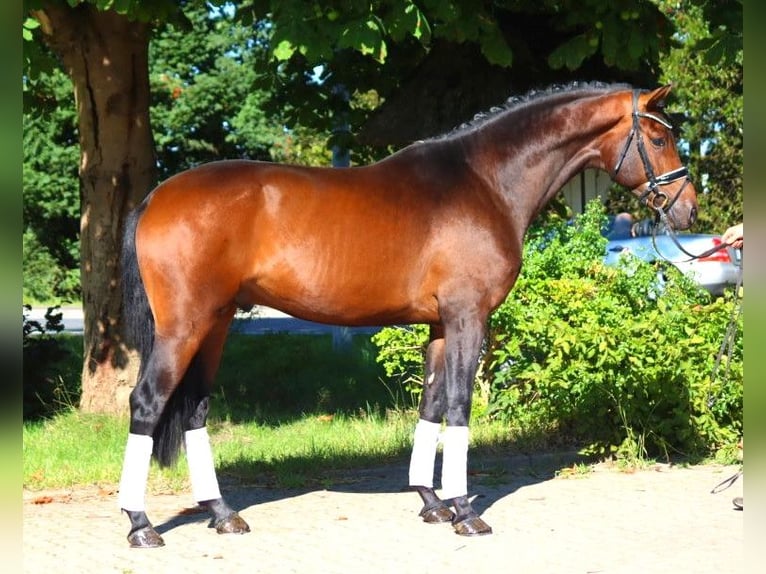 Hannoveranare Hingst 3 år 172 cm Brun in Selsingen