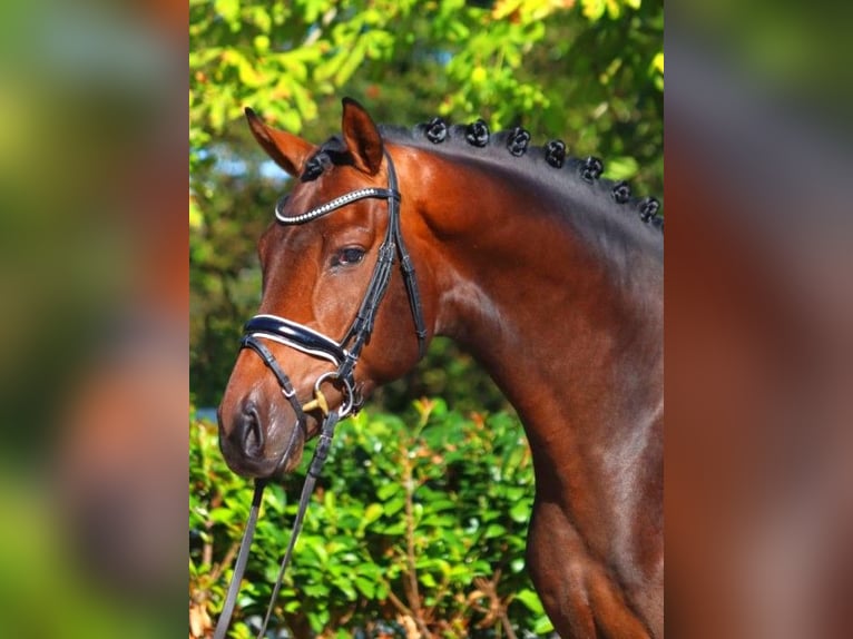 Hannoveranare Hingst 3 år 172 cm Brun in Selsingen