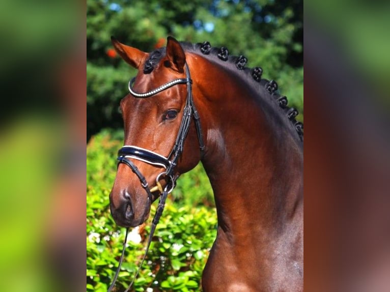 Hannoveranare Hingst 3 år 172 cm Brun in Selsingen